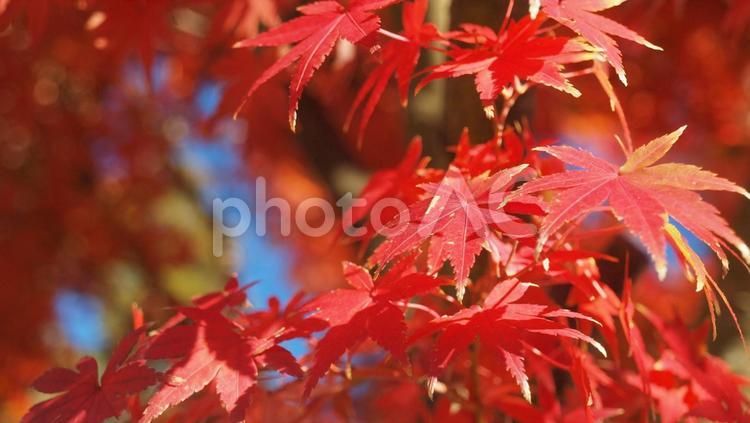 北鎌倉・明月院通りの秋の彩 モミジ,秋,ファンタジックの写真素材
