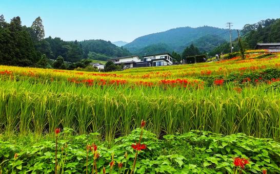佐賀江里山の彼岸花の写真
