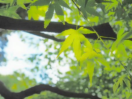 新緑② 新緑② 木漏れ日,木,自然の写真素材