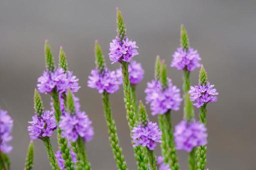 Photo, flower, verbena hustata, blue burbaine, 