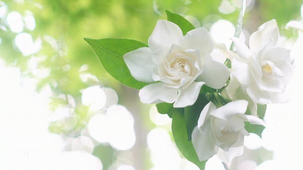 くちなしの花-148 くちなしの花-148の写真