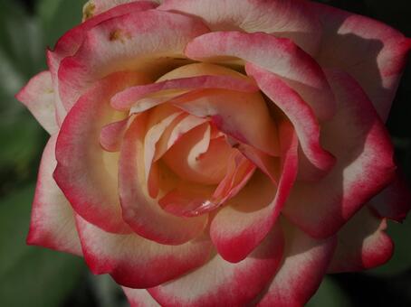 バラ園にて綺麗な薔薇を撮影しました 花,薔薇,自然の写真素材