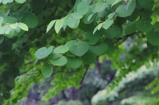 Raindrops and leaves, JPG Raindrops and leaves, JPG