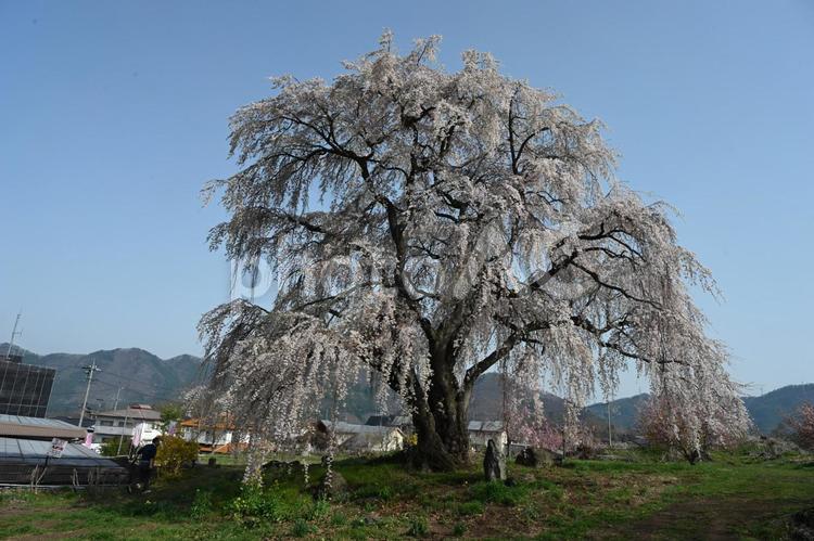 長野県高山村にある和美のシダレザクラ シダレザクラ,桜,春の写真素材