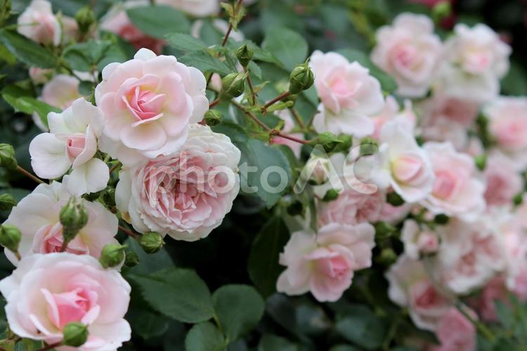 美しいローズガーデン　ピンク色の薔薇 薔薇,ローズ,ガーデンの写真素材