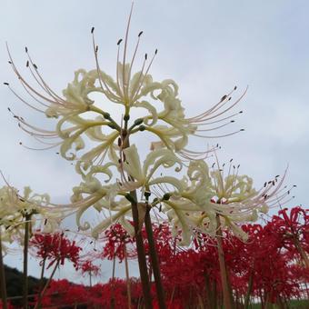 ヒガンバナ(彼岸花・曼珠沙華) ヒガンバナ(彼岸花・曼珠沙華) ヒガンバナ,マンジュシャゲ,彼岸花の写真素材