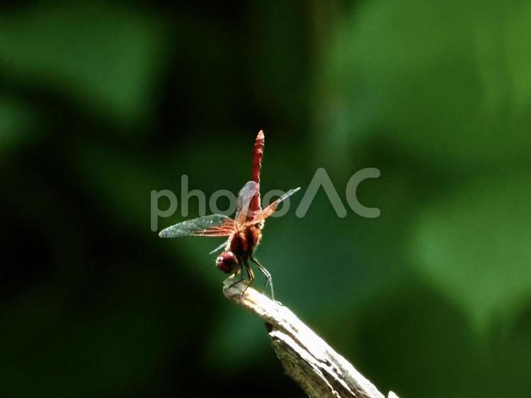 倒木の先にとまるトンボ 昆虫,トンボ,川辺の写真素材