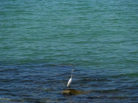 海と鳥 海,風景,色の写真素材