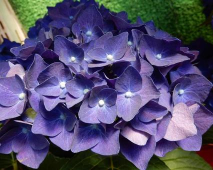 【花の写真】紫陽花の花 【花の写真】紫陽花の花 紫陽花,アジサイ,あじさいの写真素材