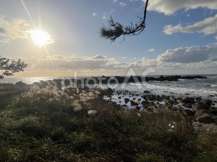 海　岩　風景 海,秋,木の写真素材