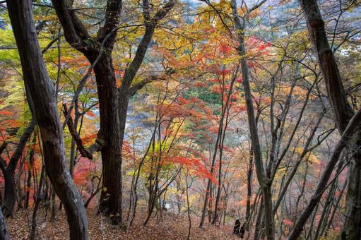 秋の山 秋の山の写真