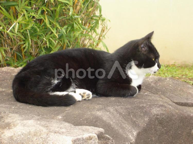 横向きにくつろいでる猫 猫,ネコ,ねこの写真素材