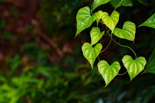 Young leaves shining in the sunlight filtering through the trees, JPG Young leaves shining in the sunlight filtering through the trees, JPG