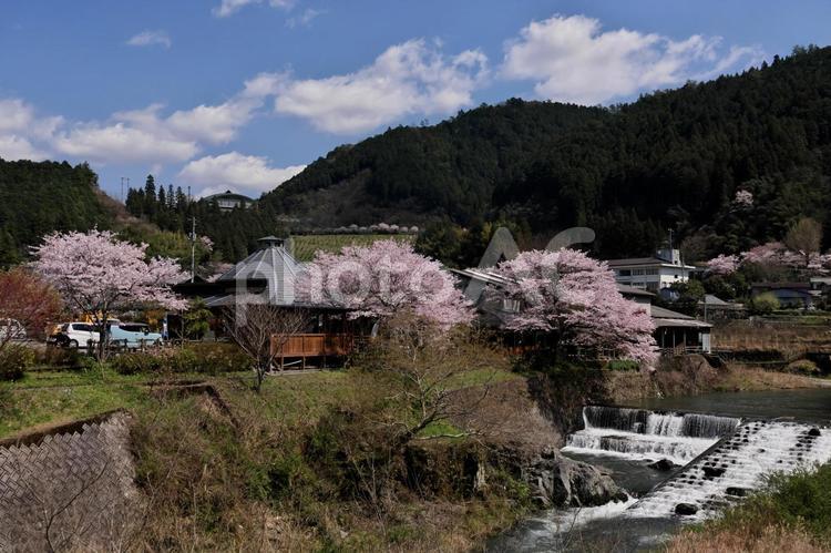 川に沿って咲く桜と青空 風景,空,自然の写真素材