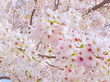 桜 桜の写真
