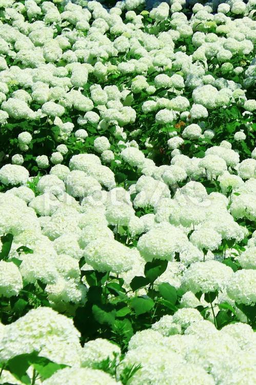 梅雨や紫陽花のイメージ あじさい,紫陽花,梅雨の写真素材