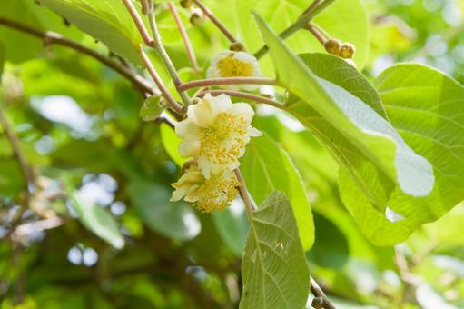 白いキウイフルーツの花 白いキウイフルーツの花 花,木,キウイフルーツの写真素材