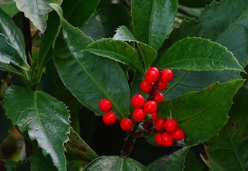 赤いセンリョウの写真