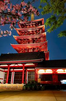 Cherry blossoms at night and five-story pagoda, JPG