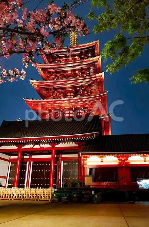 夜桜と五重塔 夜桜,桜,夜の写真素材