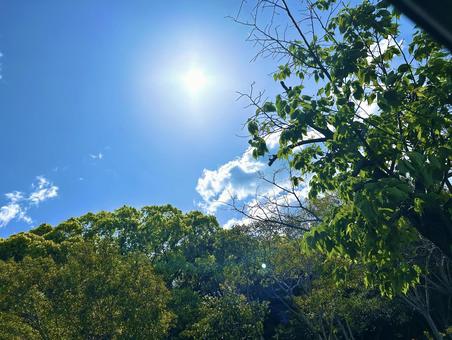 自然の風景、緑、太陽 太陽,自然の風景,太陽と空の写真素材