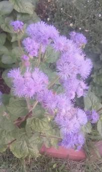 紫の花 紫の花の写真