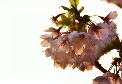 桜のある風景 桜のある風景 の写真