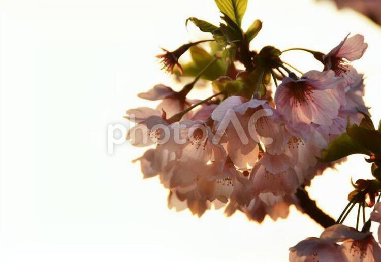 桜のある風景      桜のある風景      桜,自然,花の写真素材