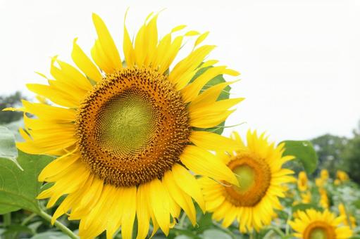 ひまわり フラワー,花,晴れの写真素材