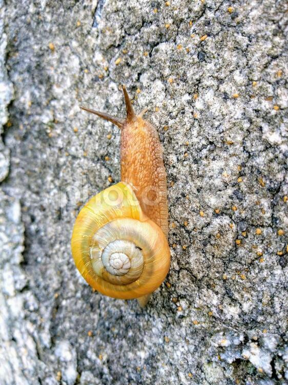かたつむり(でんでん虫) でんでん虫,蝸牛,かたつむりの写真素材