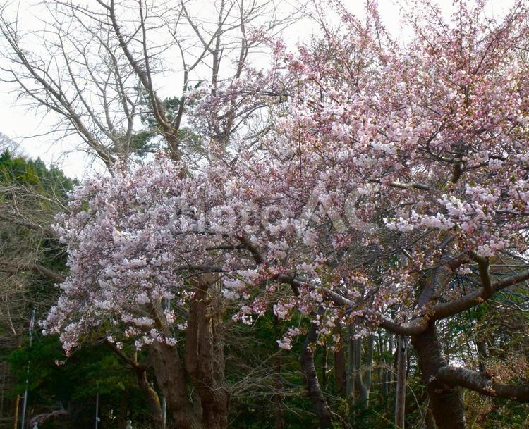 春先の桜の木 桜の木,木,風景の写真素材