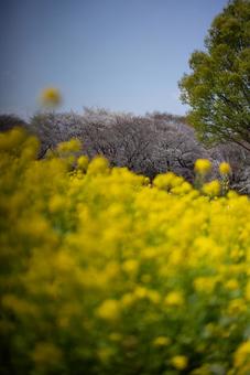 菜の花と桜の春景色 自然,風景,春の写真素材
