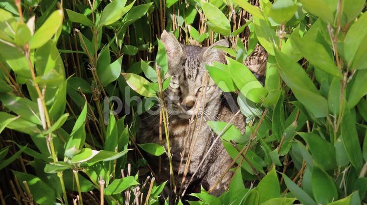 植込みから外をチラ見しているモフモフな猫 猫,キジトラ,チラ見の写真素材