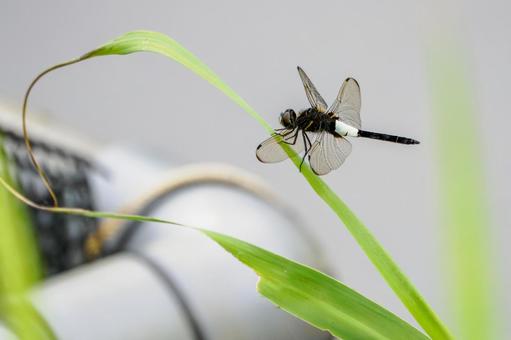 コシアキトンボ⑸ コシアキトンボ⑸ トンボ,コシアキトンボ,昆虫の写真素材