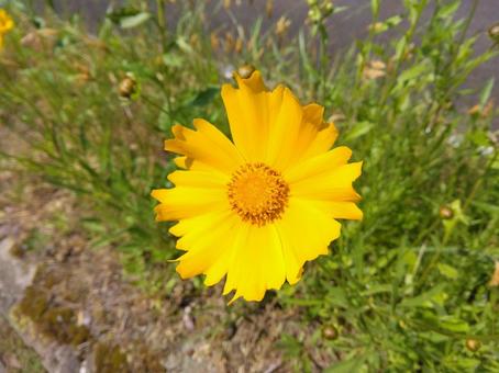 花びら 花びらの写真