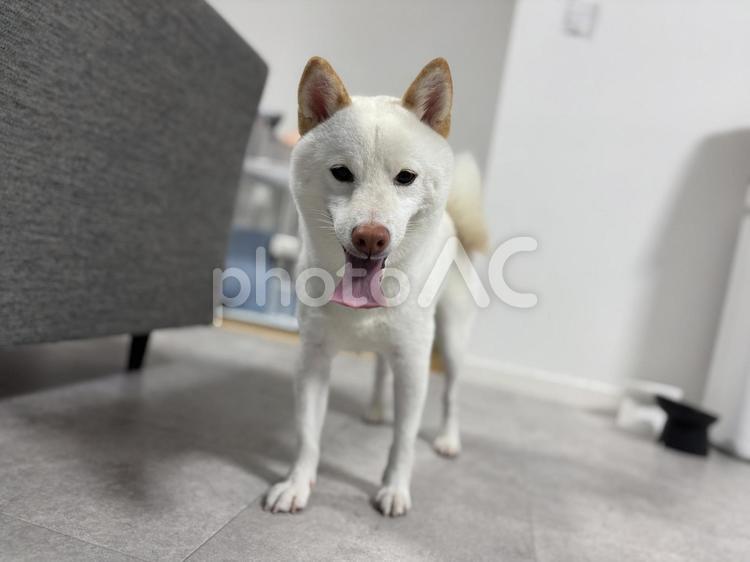 白柴の笑顔 犬,ペット,柴犬の写真素材