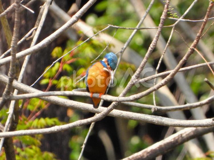 枯れ枝にとまったカワセミ カワセミ,鳥,鳥類の写真素材
