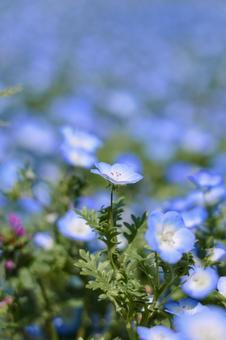 ネモフィラ ネモフィラ,花,flowerの写真素材