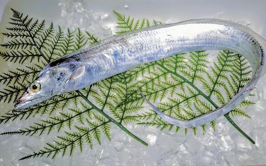 太刀魚 太刀魚 タチウオ,魚,魚屋の写真素材
