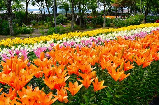 色鮮やかな満開のゆり園 色鮮やかな満開のゆり園 ゆり,百合の花,花の写真素材