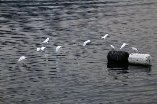 飛び立つサギ 飛び立つサギ サギ,鳥,海の写真素材