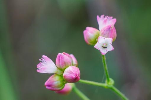 可憐な赤色のミソソバの花 可憐な赤色のミソソバの花の写真