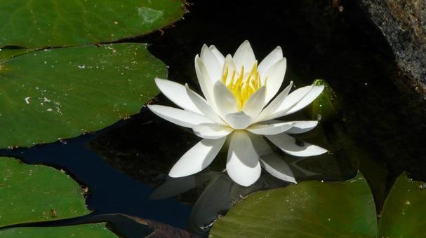 Lotus flowers at Mizumirai Park, JPG Lotus flowers at Mizumirai Park, JPG