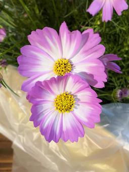 コスモス01 コスモス01の写真