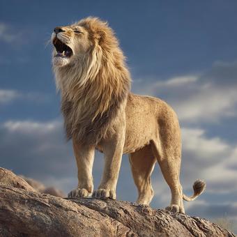 力強く吠える百獣の王 力強く吠える百獣の王の写真