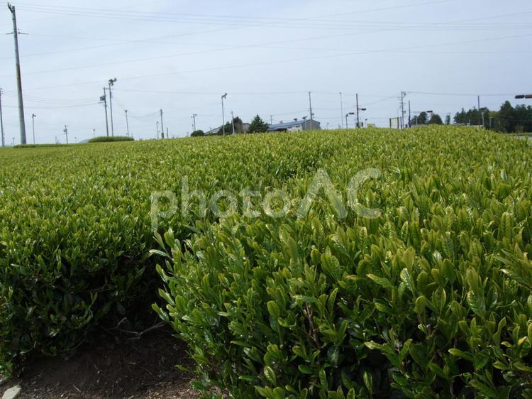 新茶の季節　茶畑 新茶,新芽,若芽の写真素材