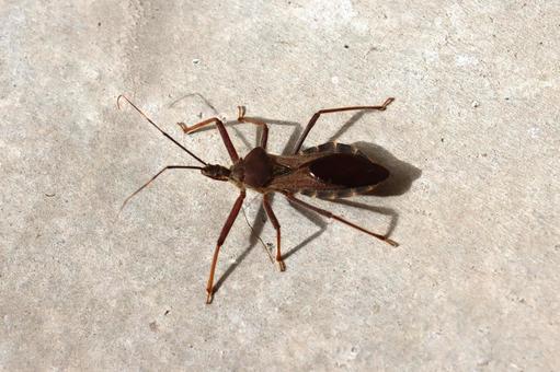 オオトビサシガメ 昆虫 オオトビサシガメ 昆虫の写真