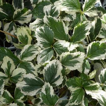 Variegated strawberry leaves Marble strawberry, JPG