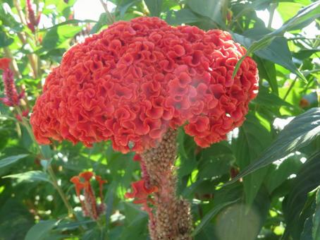 ケイトウの花 ケイトウの花の写真
