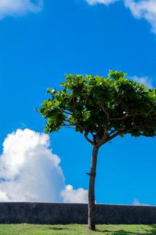 南国の夏の空 南国の夏の空の写真